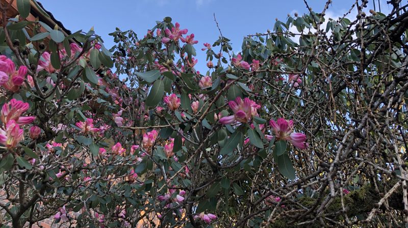 Andakt 22. mars, Maria budskapsdag