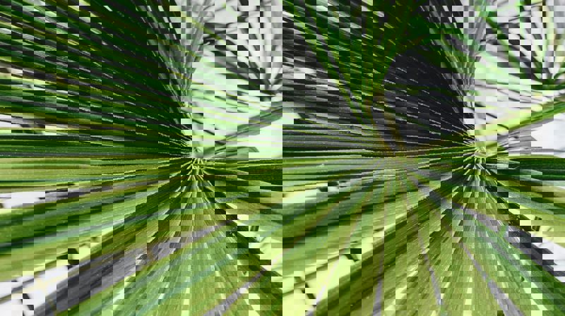 Palmesøndag - refleksjon