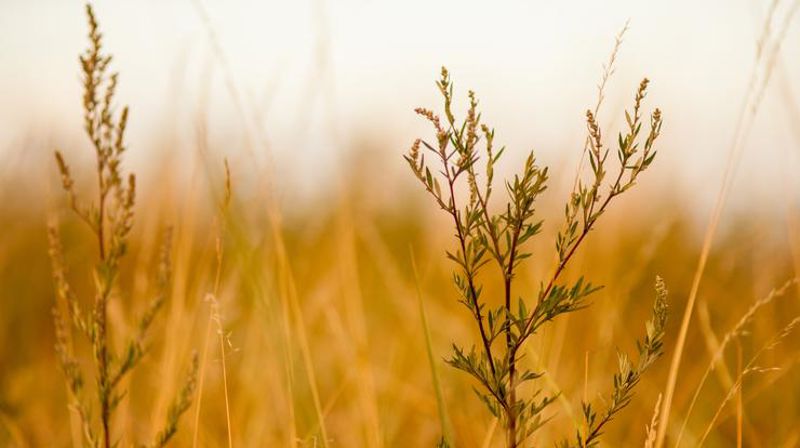Vårblomster utenfor Landås kirke