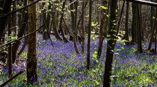 Foto: Ron Porter / Pixabay