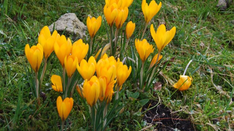 Fire bilete for påska