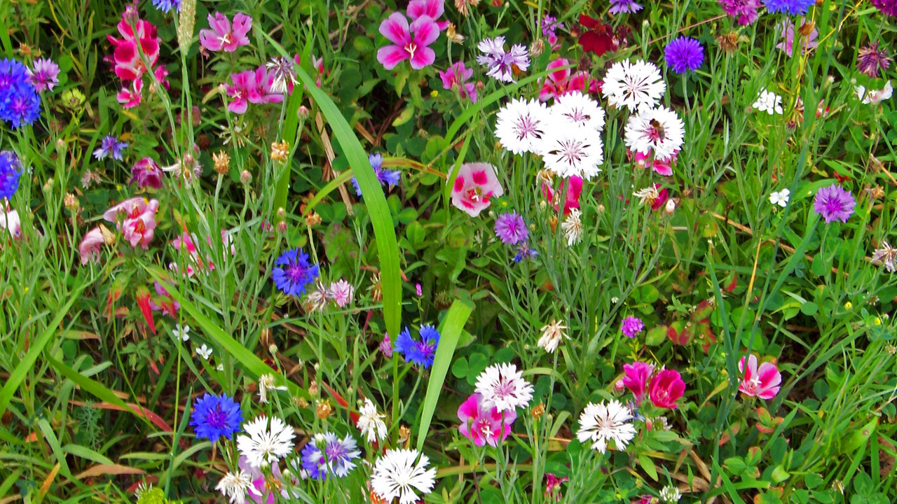 Nærbilde av eng med forskjellige ville blomster i mange fargar