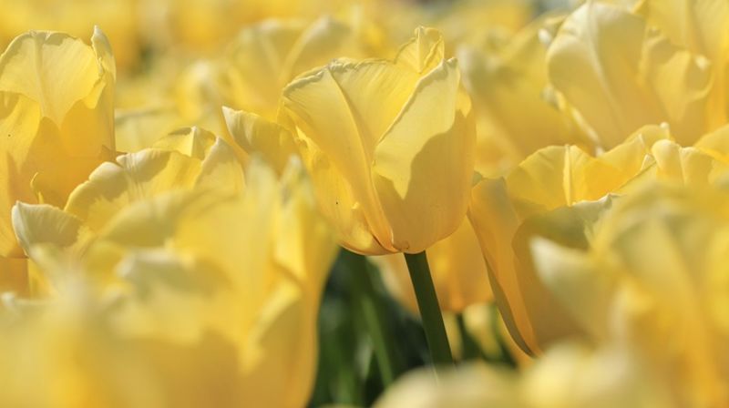 Påskefestgudstjeneste