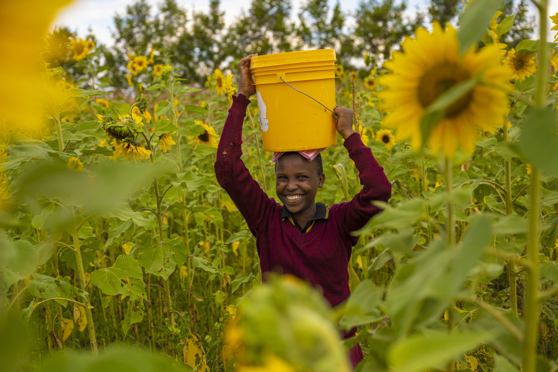 Foto: Kirkens Nødhjelp. På bildet ser vi 15 år gamle Deodata Julius Anii som bærer en bøtte vann gjennom en solsikkeåker. Etter at landsbyen hun bor i fikk vann er livet hennes blitt mye bedre og hun kan fokusere på skolearbeidet.