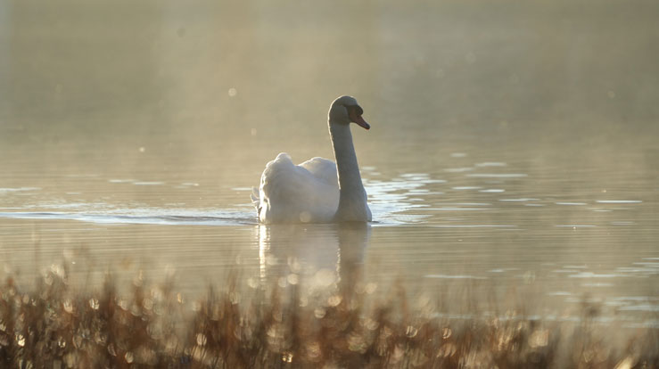 Svane på Skranevatnet. Foto: Cecilie Helen Hansen