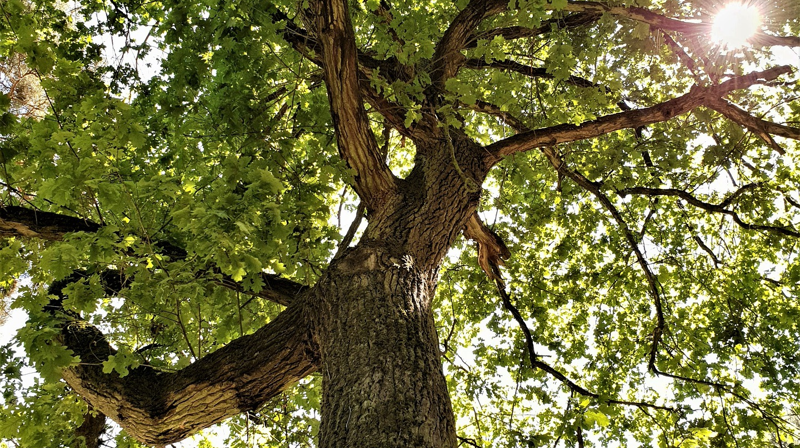 Sommeren i Storetveit