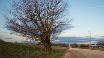Illustrasjonsfoto: Benjamin White. Bildet viser et skjevt tre langs en gruset landevei og en grønn plen.