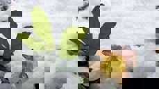 Kristina S. Jenssen har tatt bildet av Helleborus, eller julerose som vi kaller den.