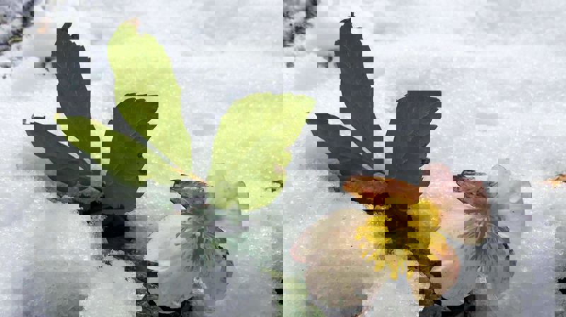 Kristina S. Jenssen har tatt bildet av Helleborus, eller julerose som vi kaller den.