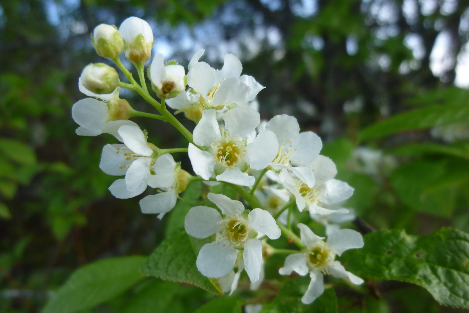 Hver gren er full av blomster