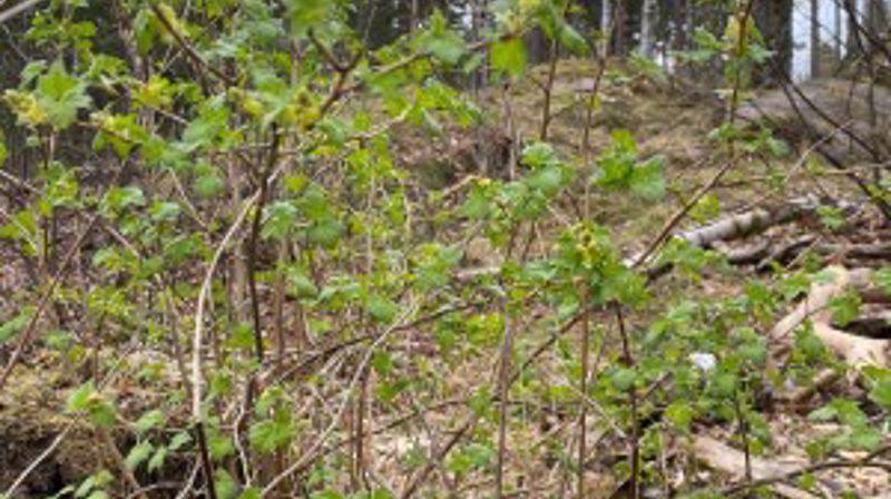 Vårhilsen fra Tangen