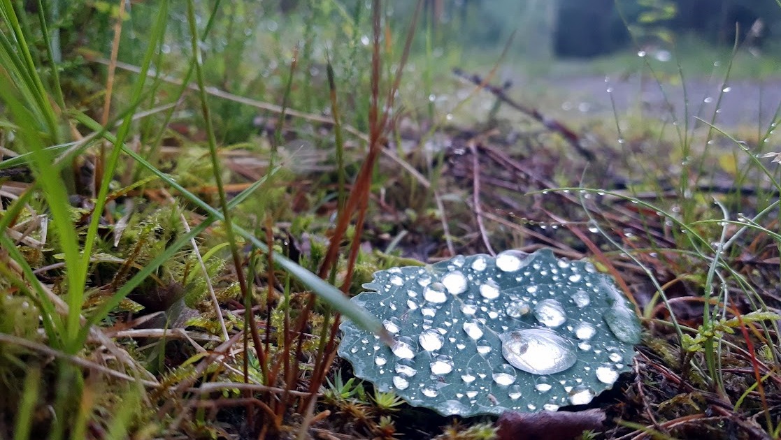 Etter noen solfylte måneder med lite regn, har juli gitt oss mye nedbør som nærer og gir liv rundt oss. Foto: Per Arne Sandvold