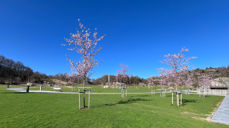 Sommer på Hestnes gravplass.