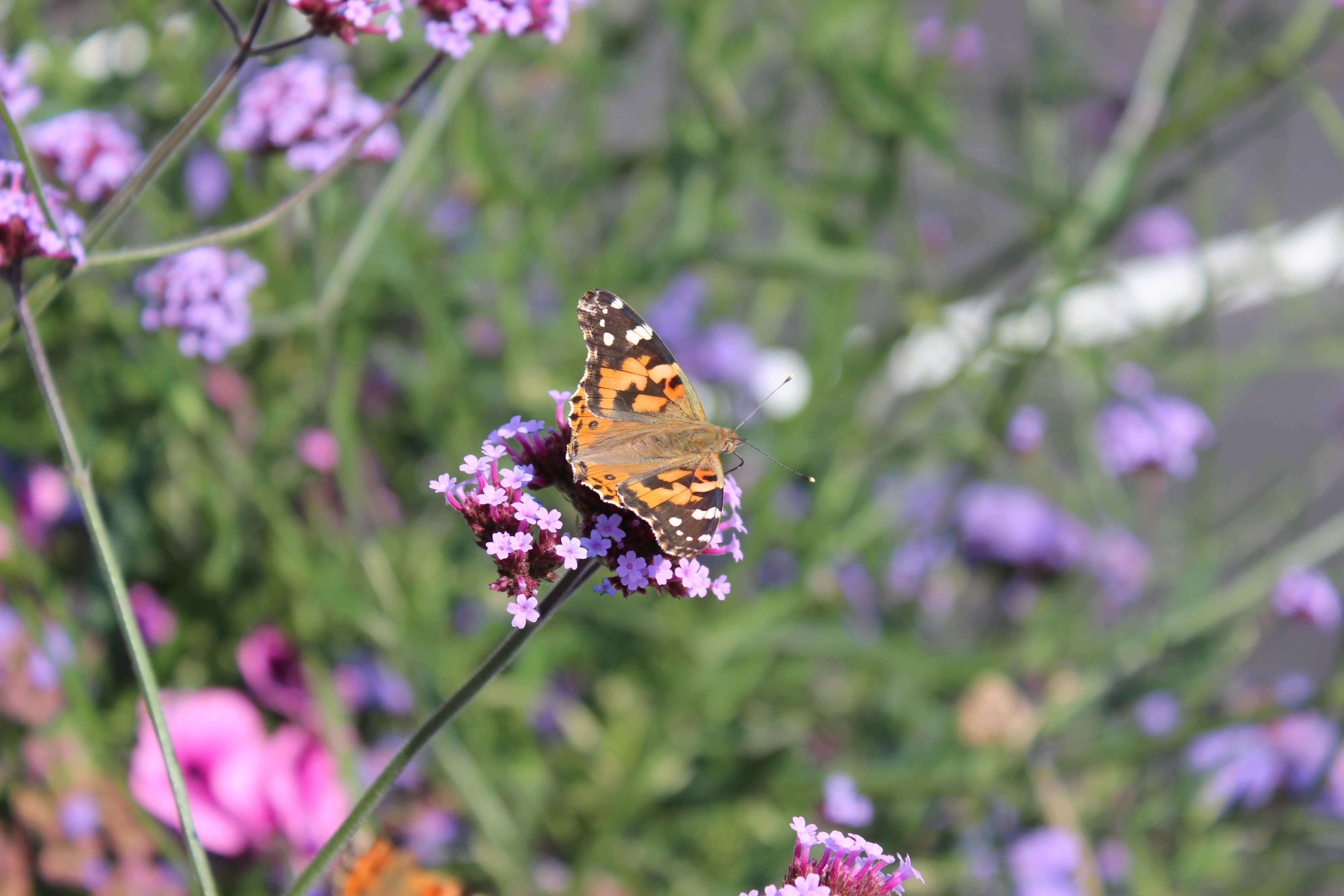 Foto: Stine Wium Jakobsen