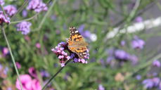 Foto: Stine Wium Jakobsen