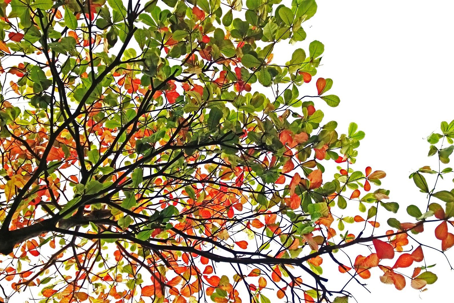 Fra sommer til høst