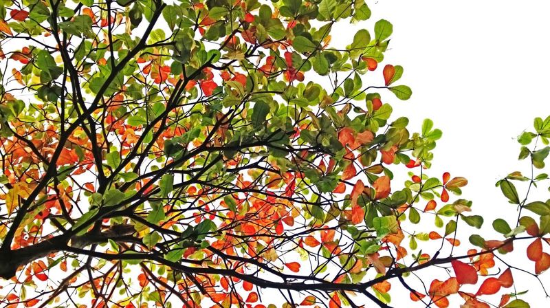 Fra sommer til høst