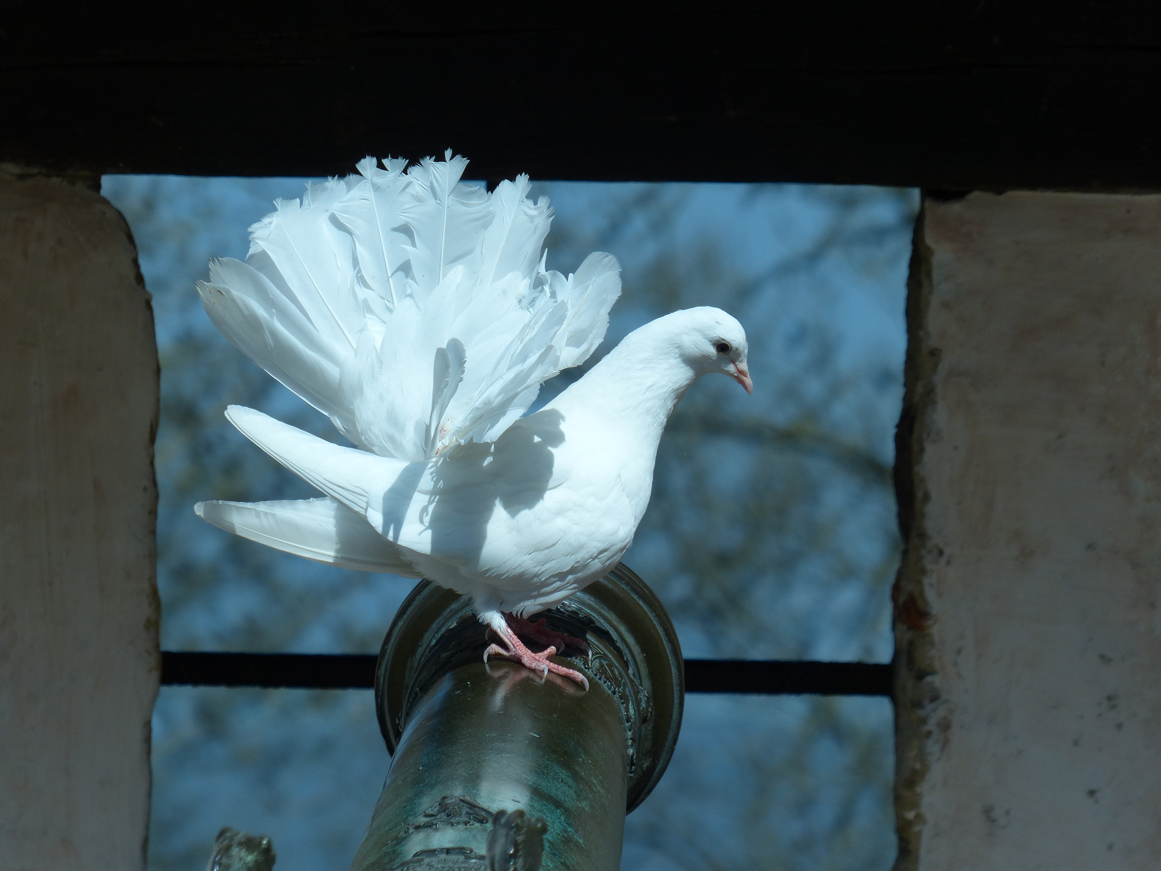 Due på gammel kanon. Foto Jostein Tegnér