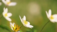 Foto: KRiemer / Pixabay