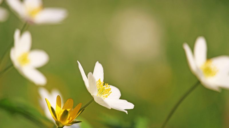 Foto: KRiemer / Pixabay