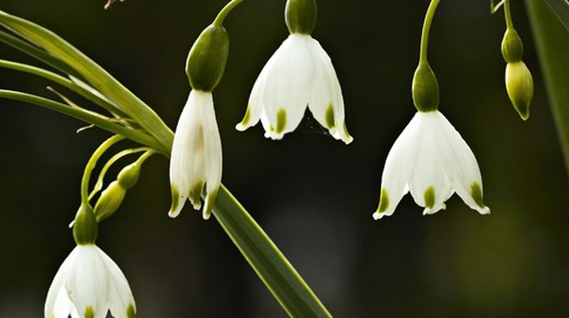 Årsmøte i Fedje sokn