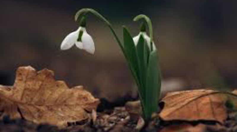 Familiegudsteneste 20. februar kl. 11