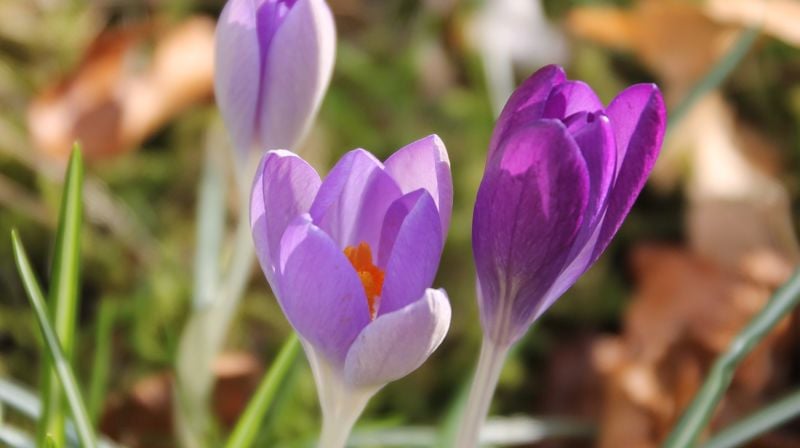 Åpningstider i påska