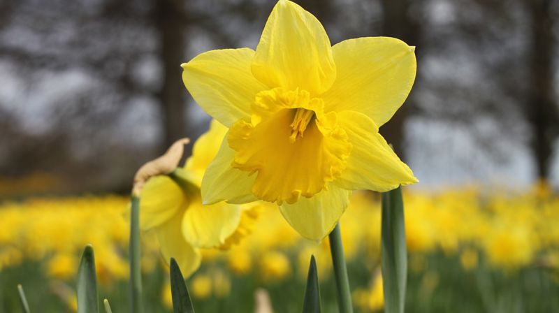 Påskehøgtida i Fitjar sokn