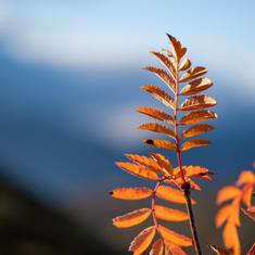 Temakveld om sorg - Hunn kirke onsdag 05. 11.2025