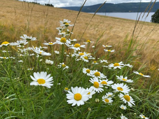 (Foto: Kirken i Gran). 