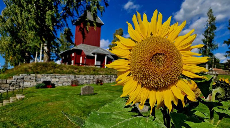 Solsikker poppet opp på gravplassen fra intet i høst, og smilte bredt i front av Ål kirke (foto: Jan Myrvold).
