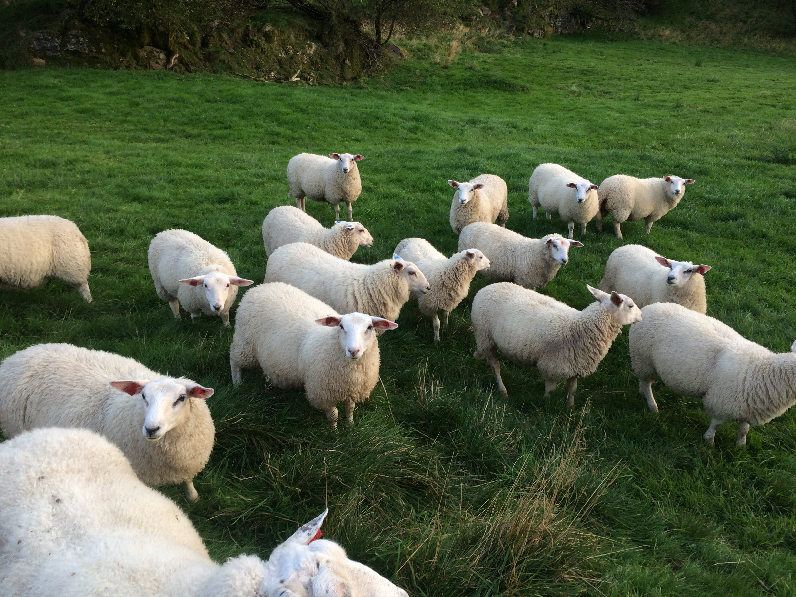 Gudsteneste 19. april