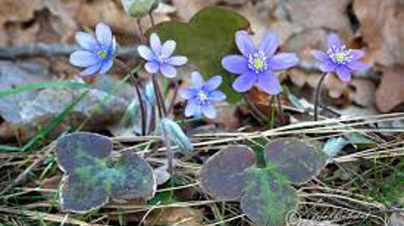 Salmekveld - Karsteins favoritter