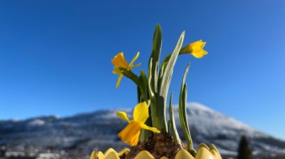 "Meir himmel på jorda" er visjonen til DnK. Her illustrert med påskeliljer mot blå himmel over fjellet Melshorn. Foto: Hareid sokn