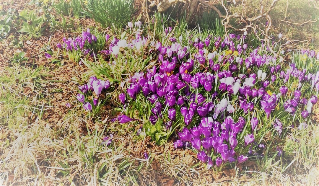 Våren er komen. Bli med på dugnaden laurdag 27. april kl 10 og utover dagen!