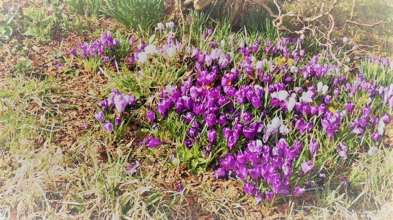 Våren er komen. Bli med på dugnaden laurdag 27. april kl 10 og utover dagen!