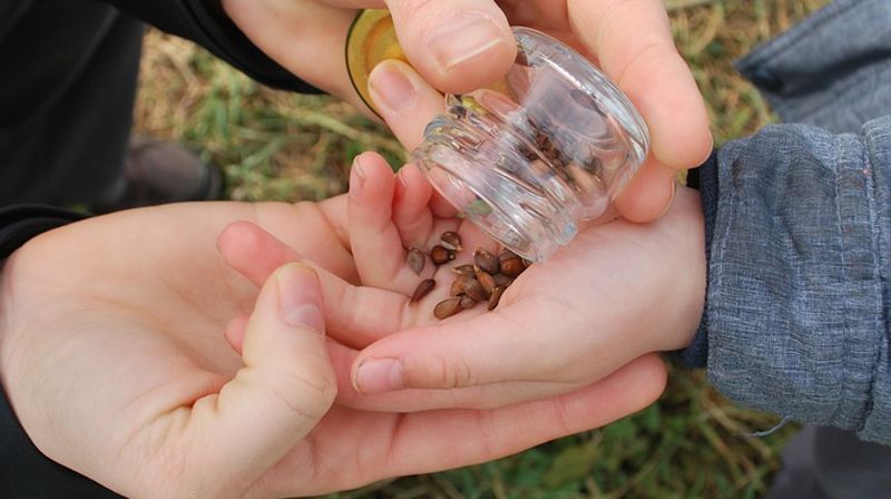 Bitte-bitte-bitte-lite frø