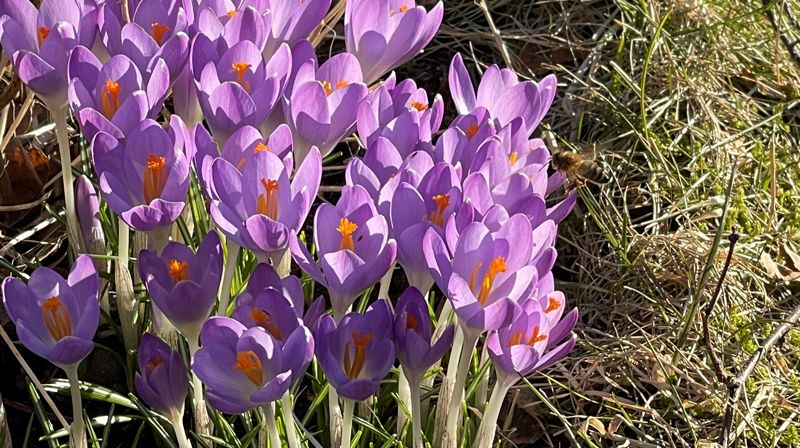 Vårdugnader ved våre kirker