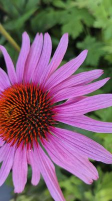 Kontoret har sommerstengt