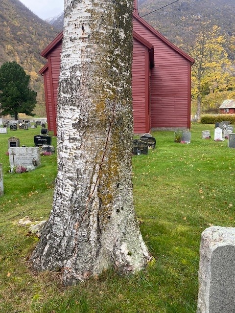 Bjørk på Tønjum gravplass, med sprekk i stammen.