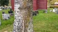 Bjørk på Tønjum gravplass, med sprekk i stammen.