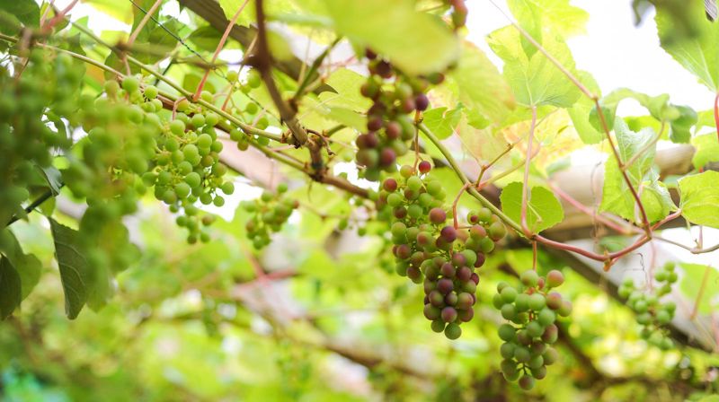 Foto av drueranke: Den norske kirke / Helene Moe Slinning