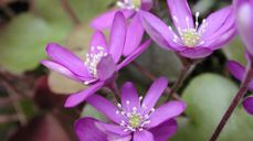 Blåveisen og våren har kommet, og det er tid for vårmarked på KUF-huset. Foto: Lars Verket