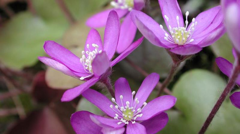 Blåveisen og våren har kommet, og det er tid for vårmarked på KUF-huset. Foto: Lars Verket
