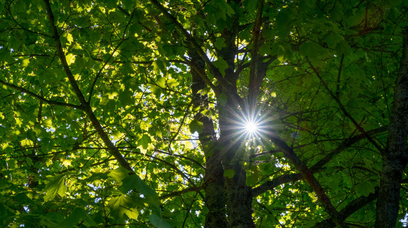 Illustrasjonsbilde grønne blader. Foto: Lars Verket