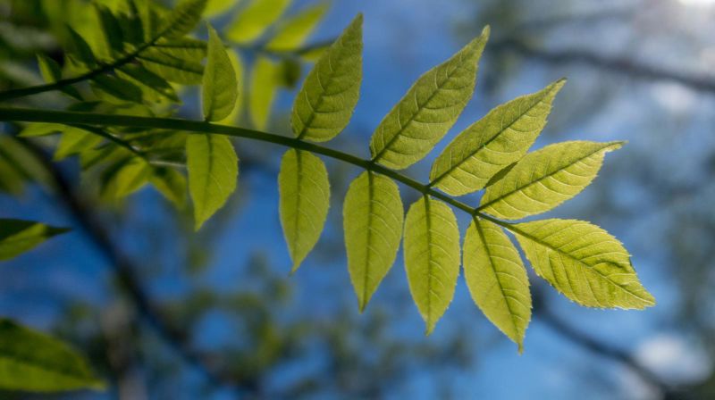 Eikeblad og himmel. Foto: Lars verket