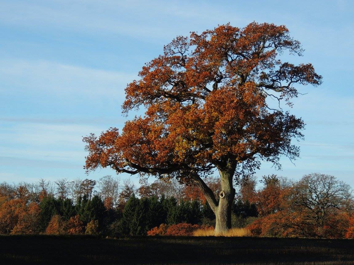 Fasten 2021: Jeg er en gjest her.