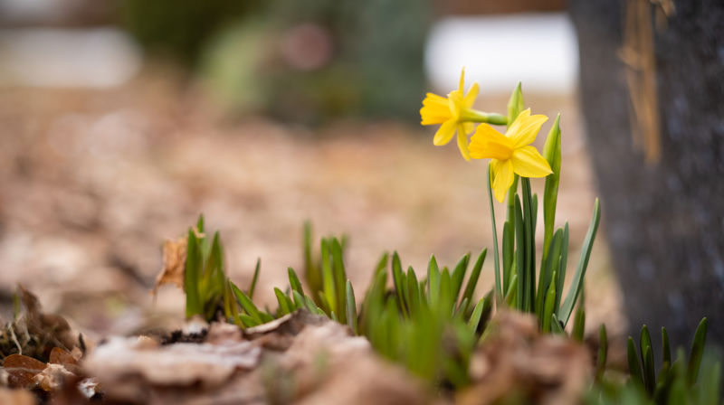 Påskehøytid i Tranby Kirke