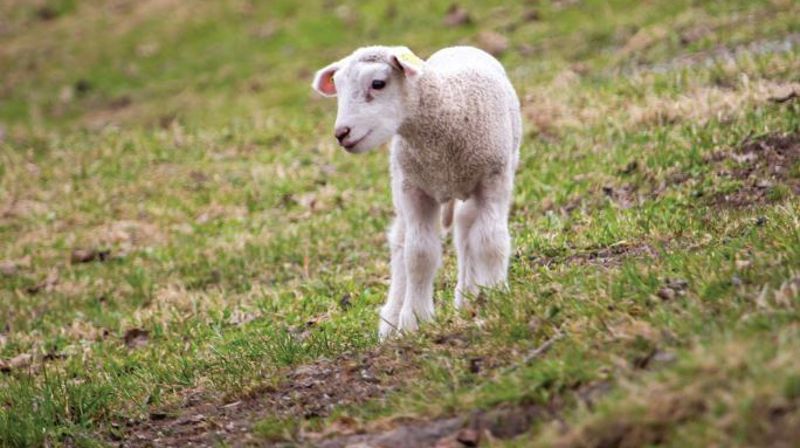 Menighetsbladet nr. 3 2024 er her