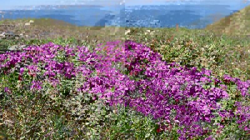 Blomefond